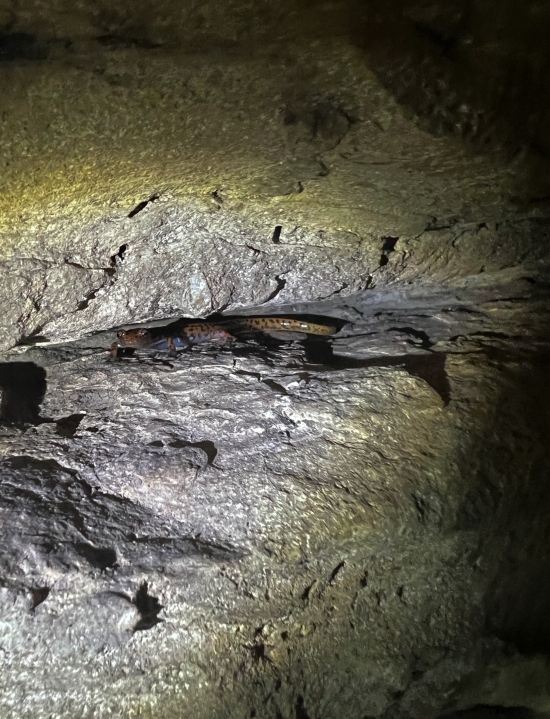Cave Salamander